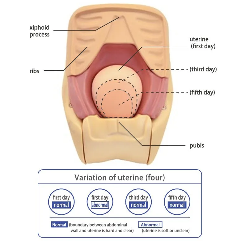 Kyoto Kagaku Uterine Involution Assistance Simulator